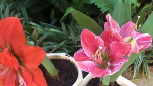 Amalfi - lan huệ ngoại, Double PO - kép lai và A25.06 - đơn lai DuyTan (amaryllis, hippeastrum) смотреть онлайн