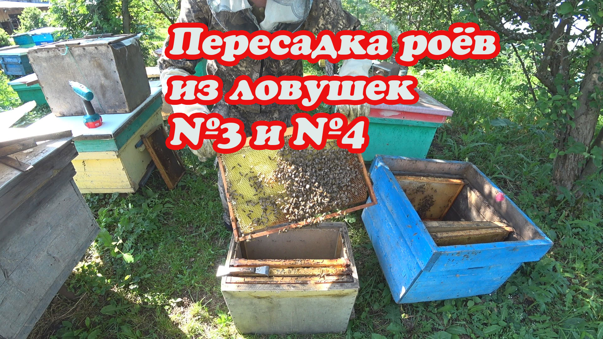 ПЕРЕСАДКА ПОЙМАННЫХ РОЁВ ИЗ ЛОВУШЕК №3 и №4, как я ПЕРЕСАЖИВАЮ. смотреть онлайн