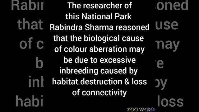 Golden Tiger смотреть онлайн