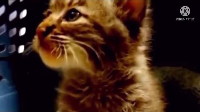 Прохожий нашел на улице котенка и взял к себе, но он представить себе не мог, что это вовсе не кошк смотреть онлайн