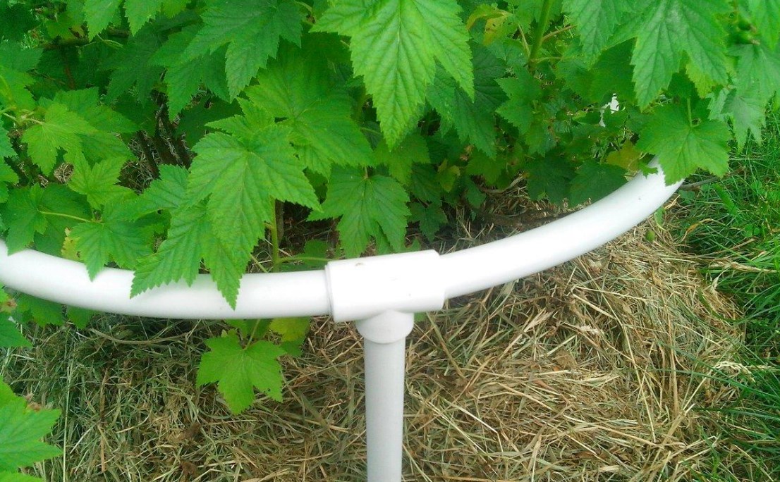 Чем проще, тем лучше: забытый способ подвязать крыжовник и смородину, чтобы урожай не лежал на земле смотреть онлайн