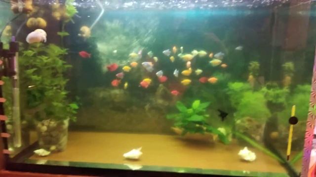 Производители Теренций Glofish