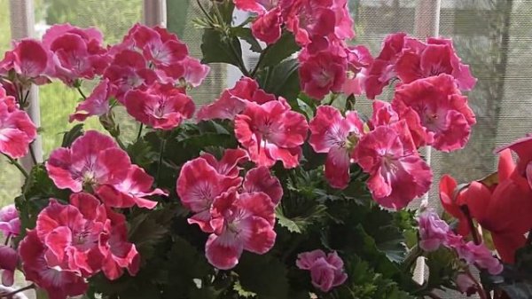 버뮤다랜디 제랴늄꽃  구켱하시고 가세요🤷♀️