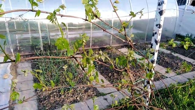 Виноград Подмосковья весной, обработки винограда от болезней смотреть онлайн