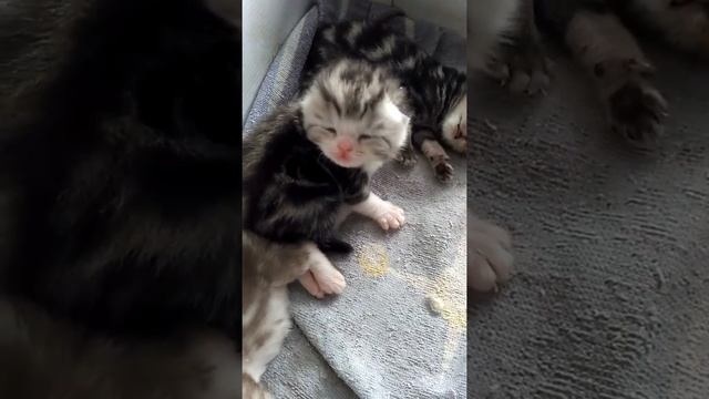 Шотландские котята 2 недели смотреть онлайн