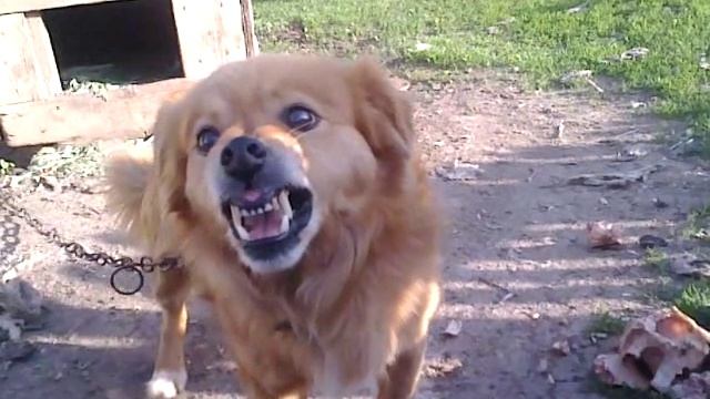 Злая собака