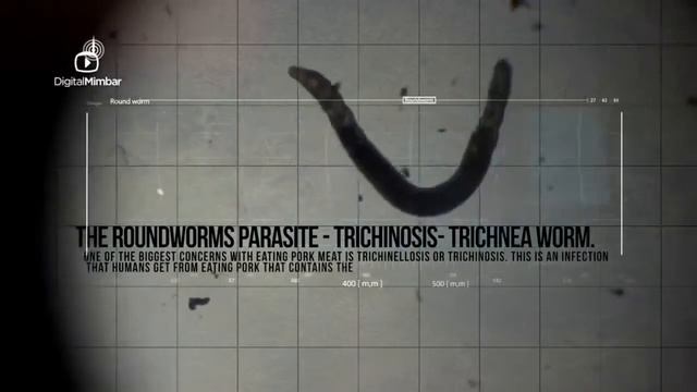 Вот почему свинина запретна мусульманам смотреть онлайн