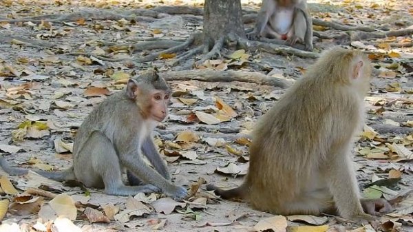 Monkey Asuz when meet monkey Jade they like friendly so much.