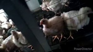 Кобб 700,бройлеры,вес в 24 дня.