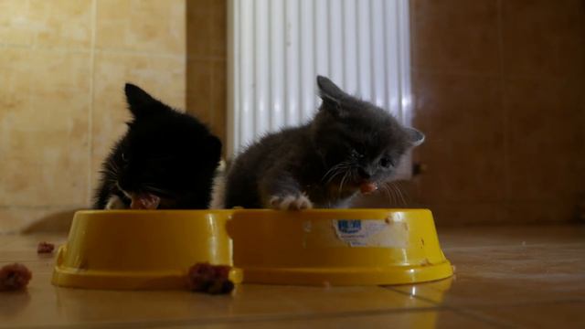 Котенок злится когда ест смотреть онлайн