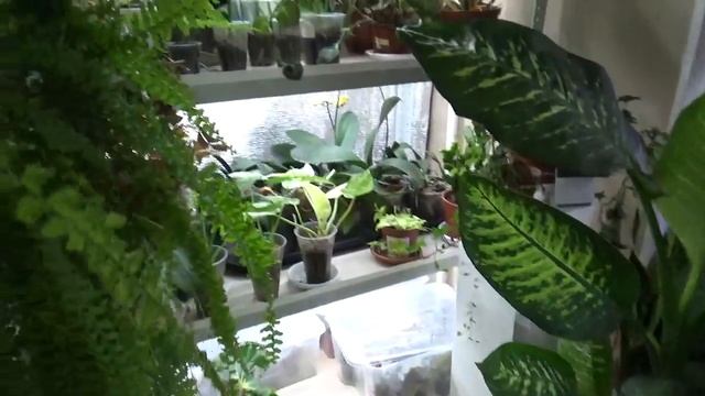 Содержание растений в квартире/Мой опыт смотреть онлайн