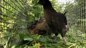 Лакеданзи — китайская порода кур