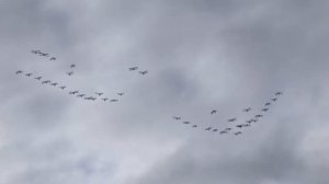 Футаж Журавли улетают на ЮГ HQ 1920х1080   50