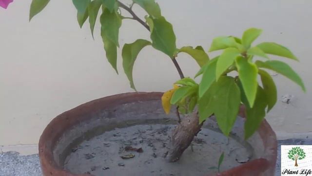 How To Grow Bougainvillea|Care Of Bougainvillea| Urdu/Hindi"Plant life with Sahil" смотреть онлайн