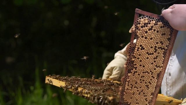 СТРОИТЕЛЬНАЯ РАМКА ПРОТИВ КЛЕЩА. смотреть онлайн