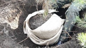 Как пересадить сосну из леса. Часть первая формировка кома.