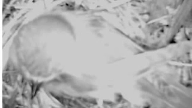 Мухоловка-пеструшка в домике смотреть онлайн