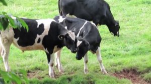 Животные для детей Как говорят животные Учим животных на английском.Animals for kids #Корова #Лошад