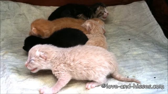 4 day old kittens, hissing and spitting смотреть онлайн