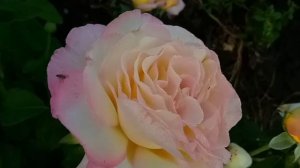 Розы: Глория Дей, Амбианс.