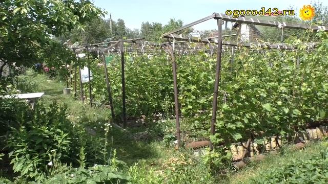О формировании винограда - Сергей Пеганов смотреть онлайн