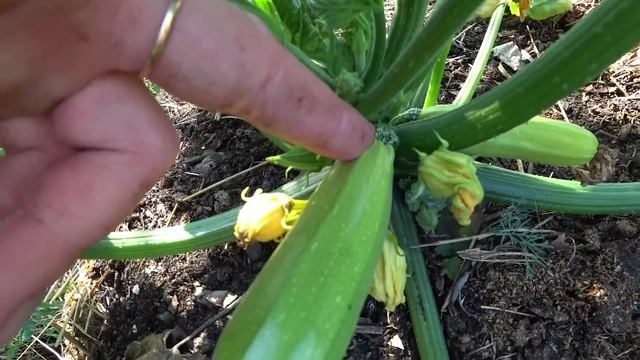 Гниют маленькие кабачки. Что делать? смотреть онлайн