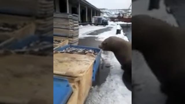 Морской котик ворует рыбу у рыбаков на Камчатке. Камчатка. Shorts. смотреть онлайн