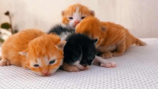 Да как ты посмела от брата какие то расписки требовать