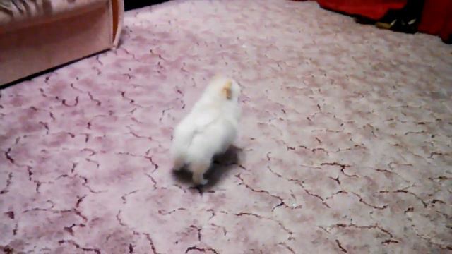 Кремовый шпиц смотреть онлайн