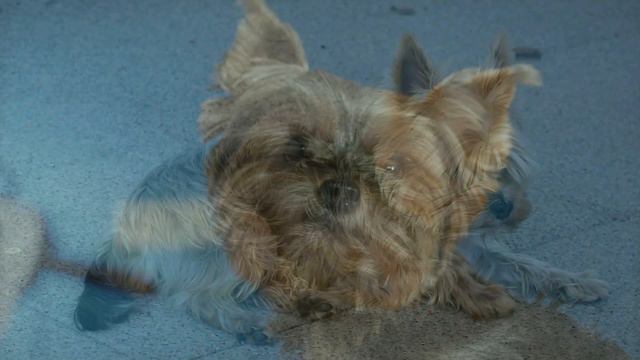 How# different is a #dog's life#cute #cute #beautiful# смотреть онлайн