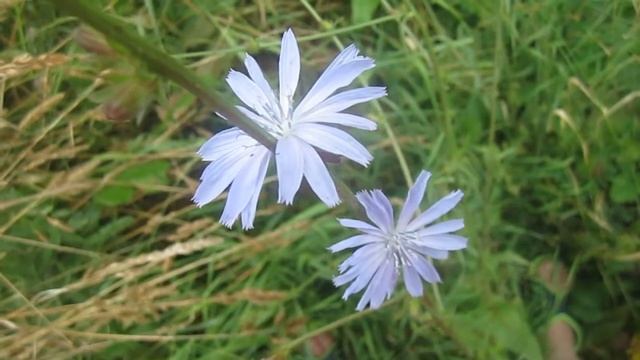 Цикорий Обыкновенный у Меня на Огороде Июль (Chicory) смотреть онлайн