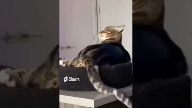 Легкая долбанутость...... смотреть онлайн