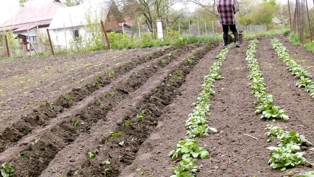 Моя технология окучивания картофеля