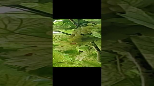 ВИНОГРАД АРКАДИЯ смотреть онлайн