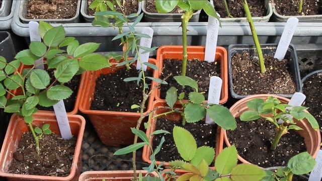 Результаты летнего черенкования роз 81+?Нюансы размножения: сорта, почва, теплички, полив, подкормк смотреть онлайн