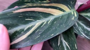 Моя коллекция Стромант. Комнатные растения.