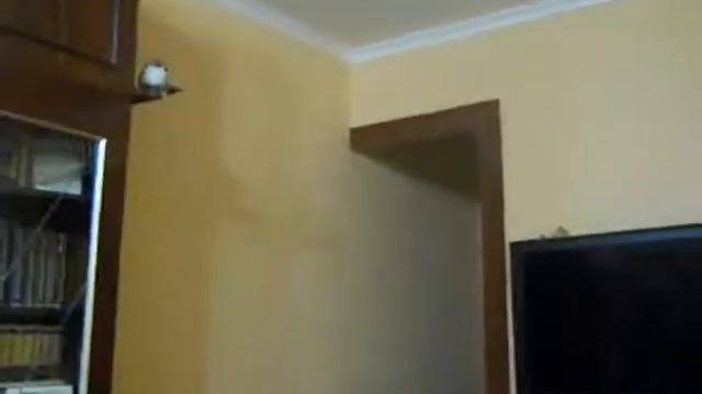 Полёт летучей мыши.mp4 смотреть онлайн