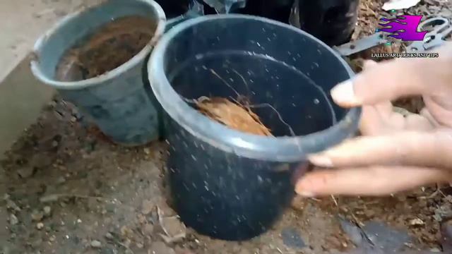 Planting Agloanima | Lallus Arts, Tricks And Tips | Planting | Agloanema смотреть онлайн