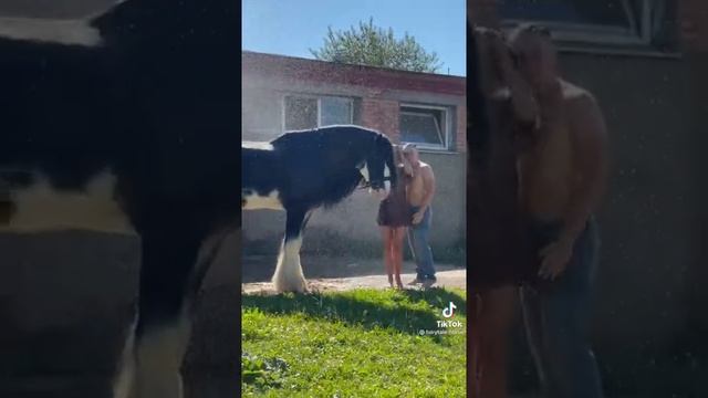 клейдесталь Зак)) #лошади #породы смотреть онлайн