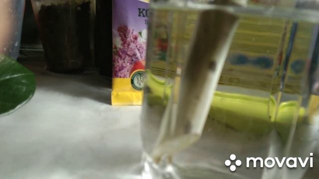 Долларовое дерево. Замеокулькас. Кўпайтириш усуллари. смотреть онлайн