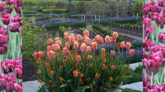 Тюльпаны в ландшафтном дизайне. Идеи для дачи. смотреть онлайн