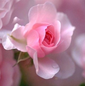 С праздником Вас девочки !!!