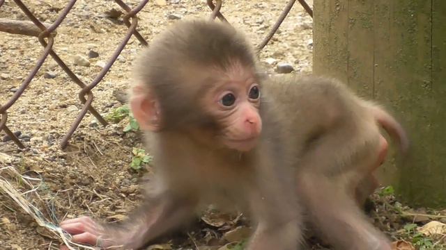 Mountain Monkey - Newborn Baby 02