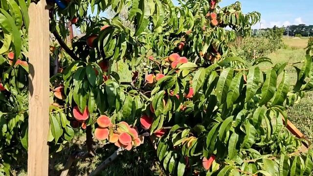 Спасаю урожай в саду. Купили дом на юге России. смотреть онлайн