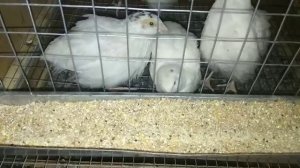 Советы начинающим перепеловодам.Содержание перепелов с 1 дня!