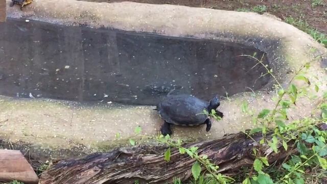 Chelonioidea (Tartarughe Matine) смотреть онлайн