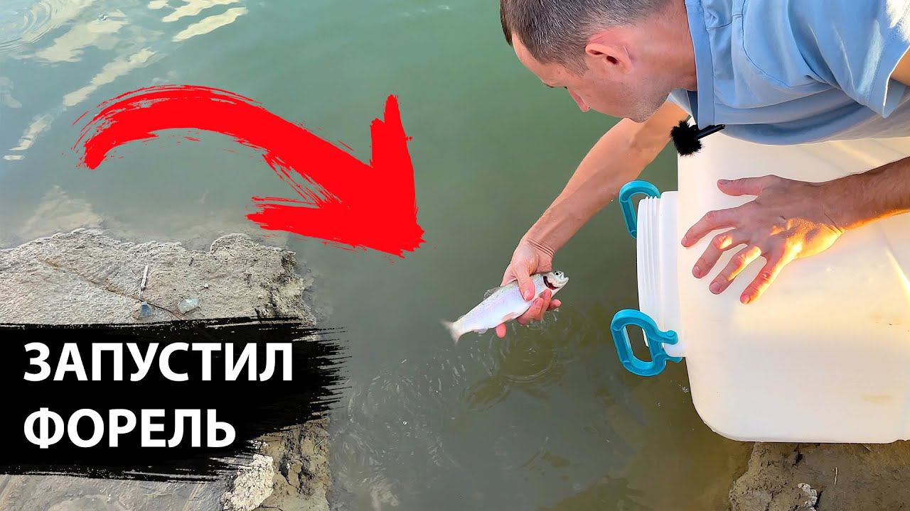 Форель в пруду возле дома. Зарыбление форелью. Большой эксперимент / часть 1. смотреть онлайн