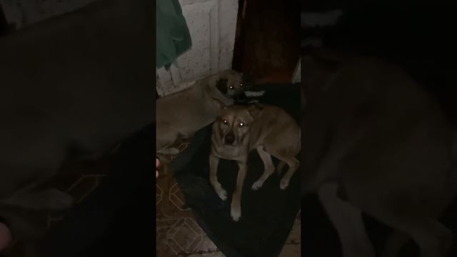 Последнее видео от STAS ASKET | Куда пропал Стас Аскет ?