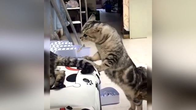 Смешные кошки и коты Ноябрь 2019 Новые приколы с котами, смешные коты 2019 funny cats animals #105 смотреть онлайн