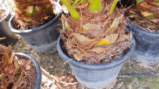 BestpalmTV. Ja jeszcze żyje i ciągle zapalmiam. Szybki przegląd palm смотреть онлайн